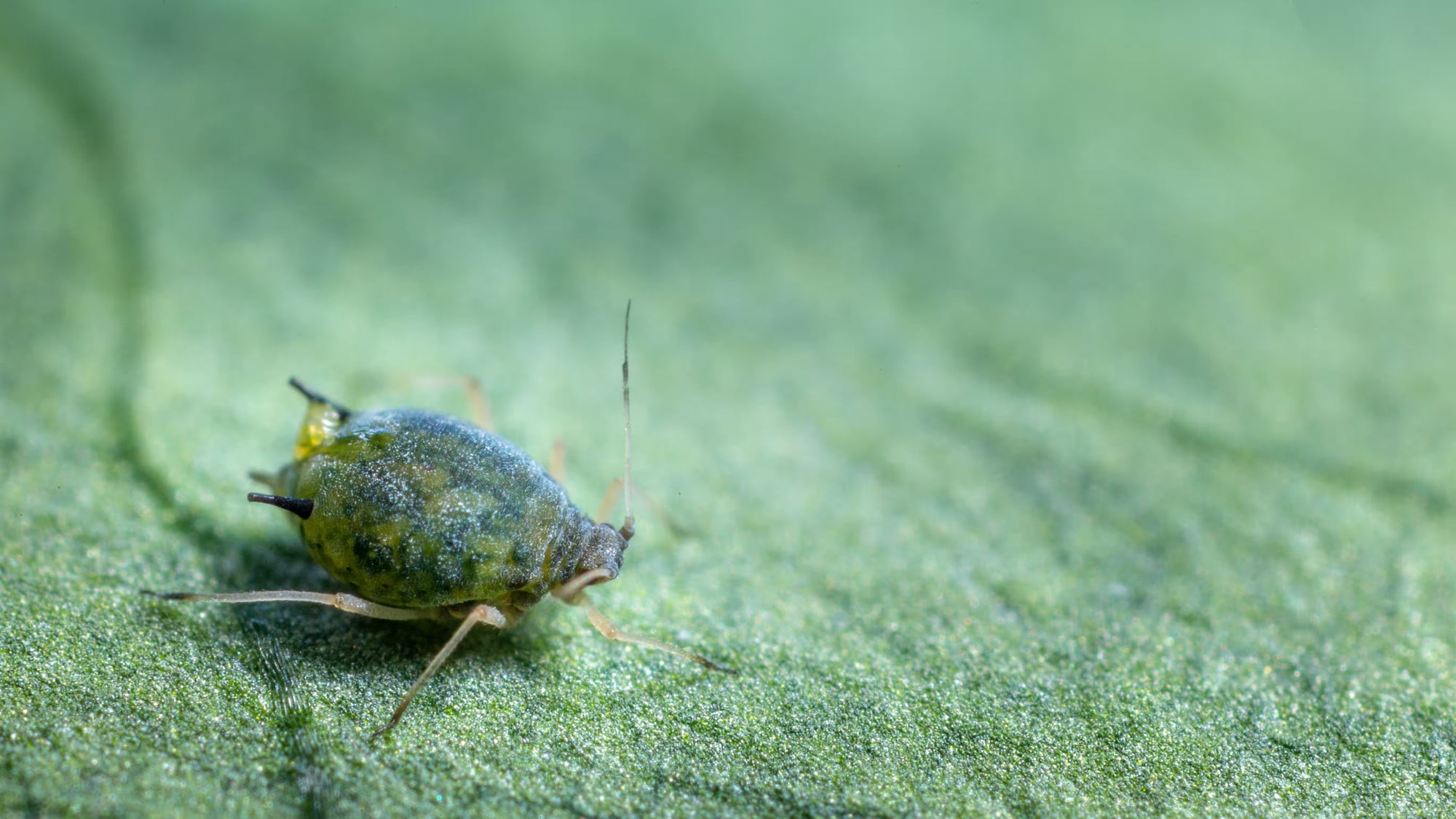 Gros plan d'un puceron du coton sur une feuille verte