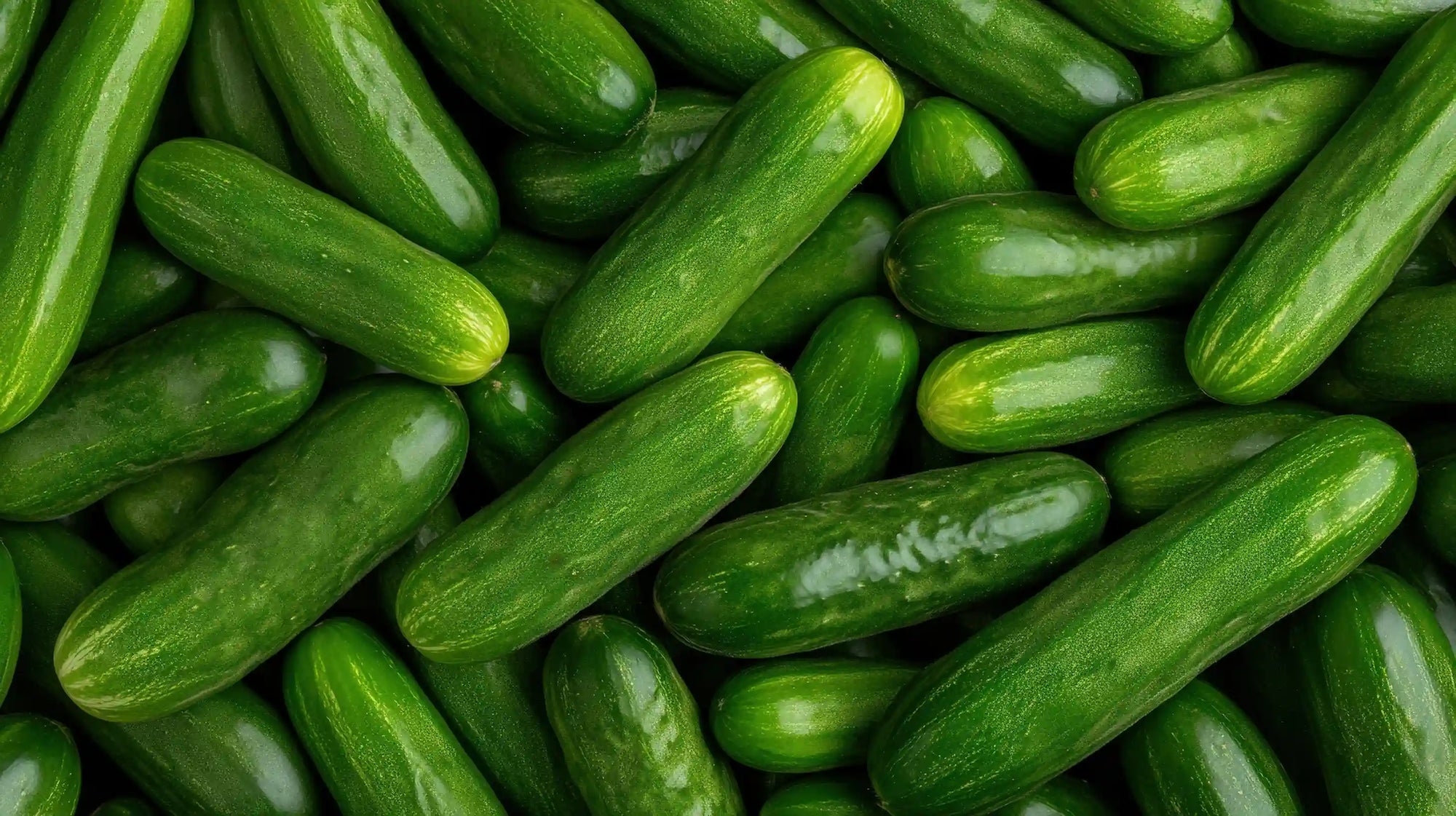 Close-up of green cucumbers