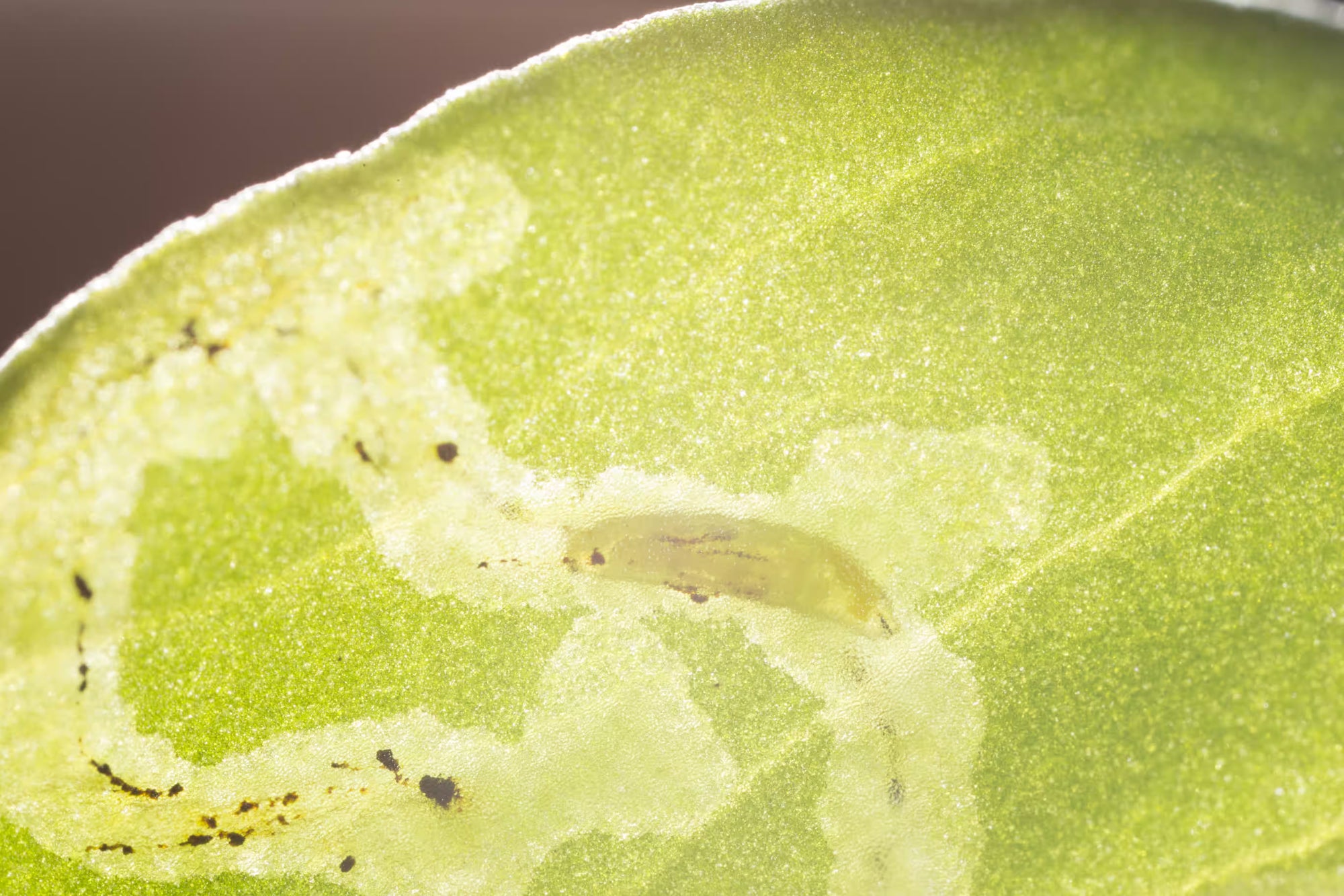 Gros plan d'une mineuse dans une feuille sur un fond brun