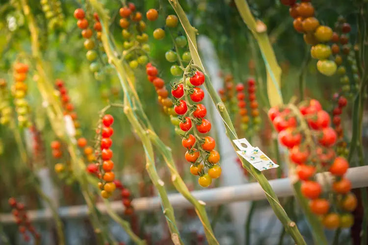 Tomatoes at various stages of ripeness on a vine with a blurred background