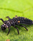 black aphidalia larvae on a leaf