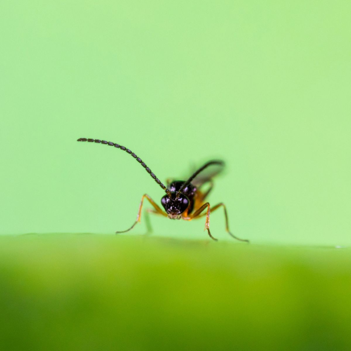 Aphipar insect photo: aphidius colemani