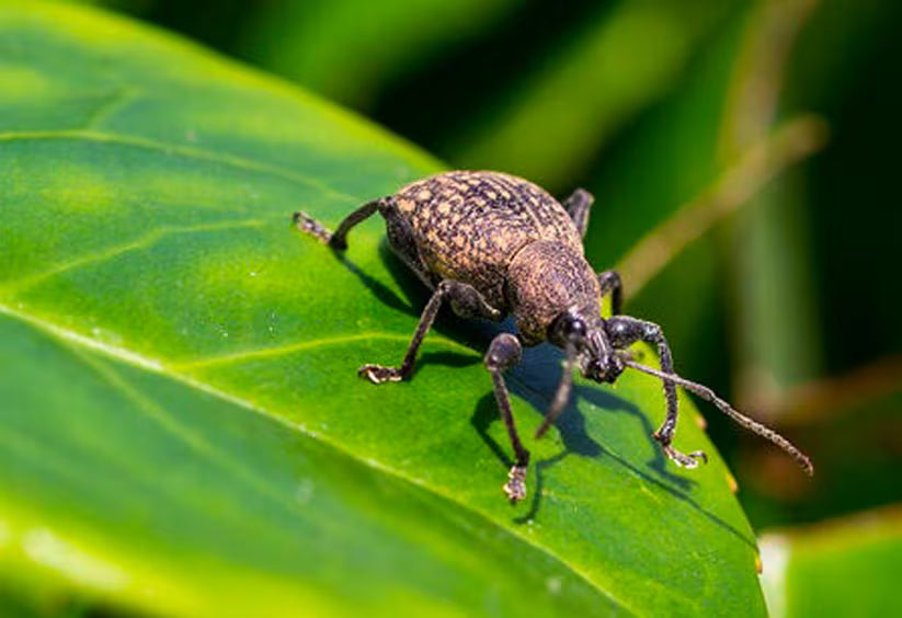 charançon noir de la vigne sur une feuille