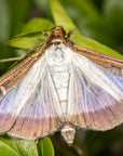 a box tree moth on a leaf with a blurred green background