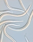 Close up image of capsanem: Seinernema carpocapsae