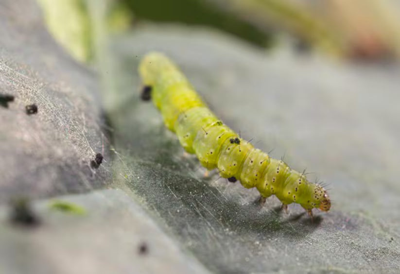 Chenille verte sur une feuille sur fond flou