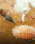 Parasitic wasp on a fuzzy orange surface with a mealybug in the background.