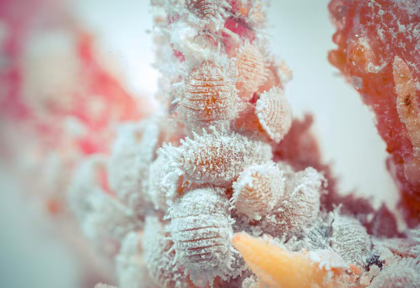 Gros plan d'une cochenille d'agrumes sur un fond flou