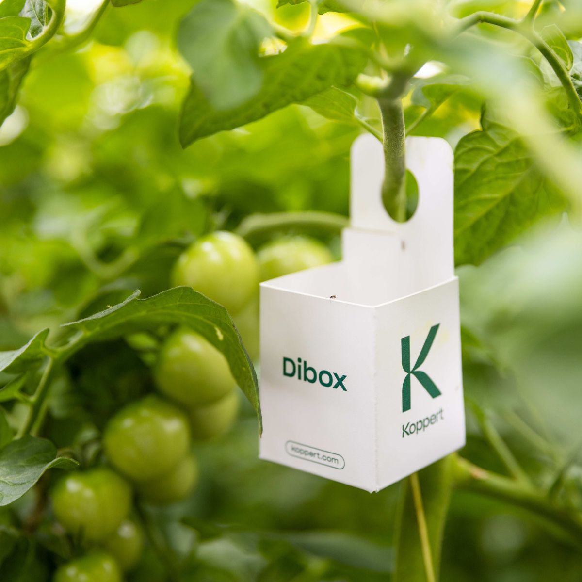 a picture of a small white box labelled 'dibox', hanging from a tomato plant