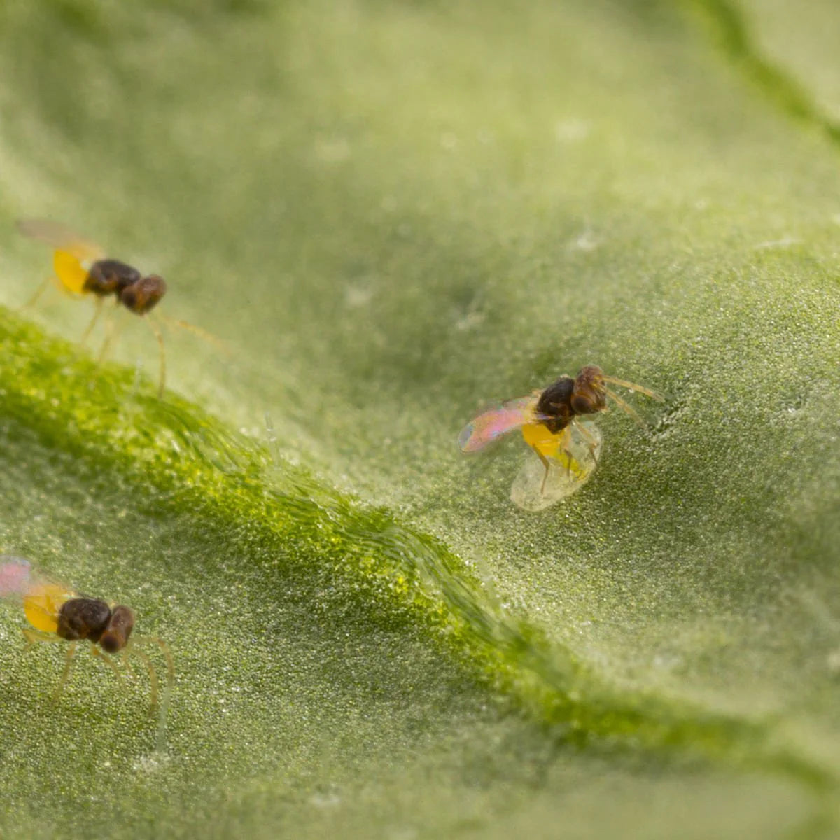 En-strip Insects on leaf: Encarsia formosa