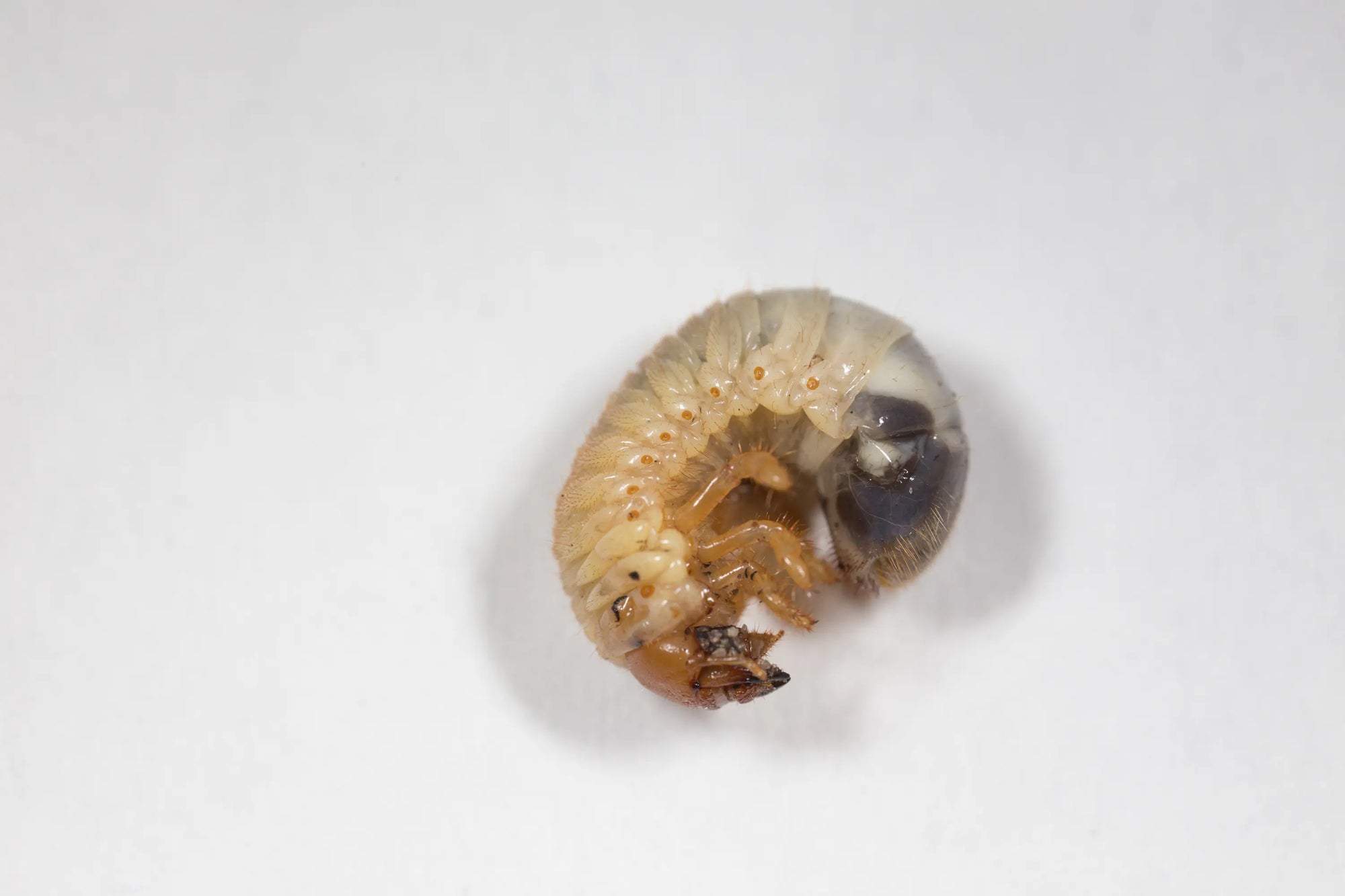 Hanneton européen sur fond blanc