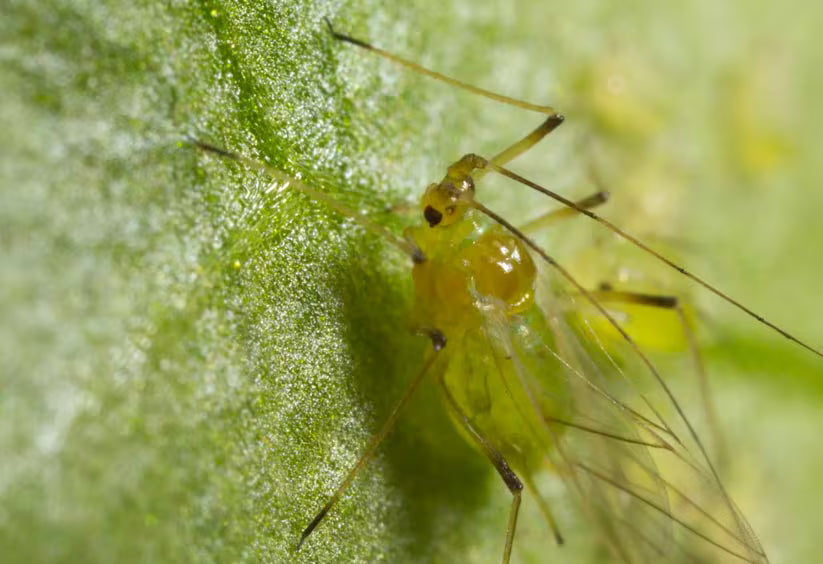 Gros plan d'un puceron de la digitale sur une feuille
