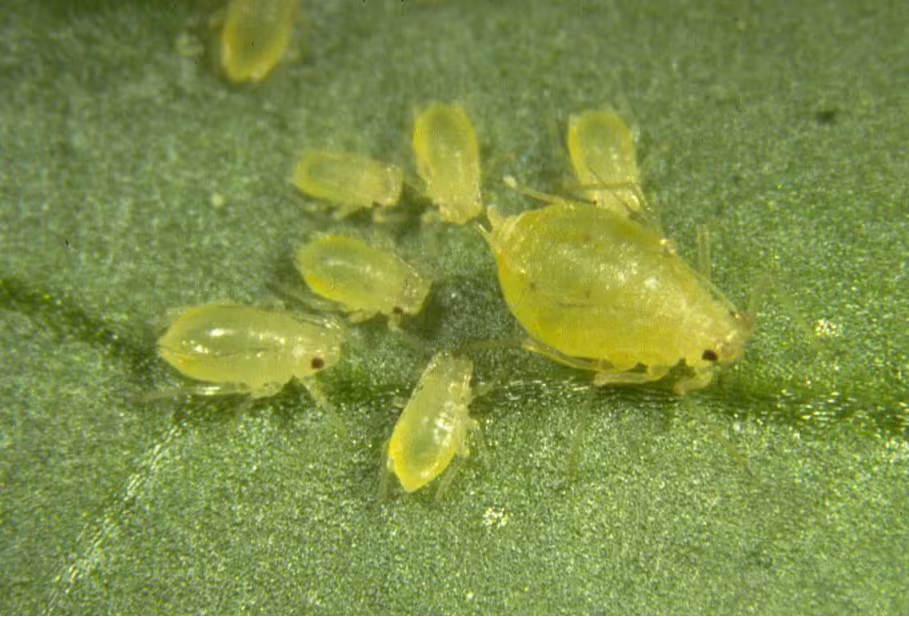 Gros plan de pucerons du pêcher vert sur une feuille