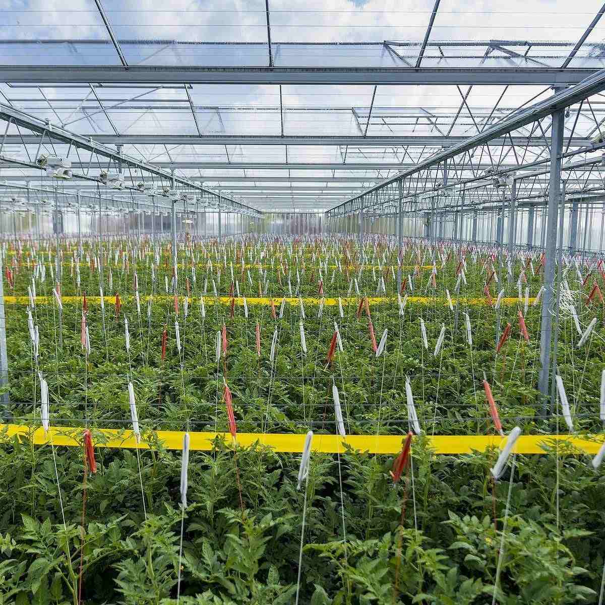 Roller trap being used on crops