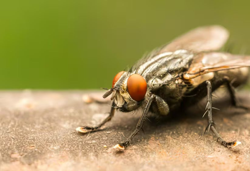 Mouche domestique sur une écorce avec un arrière-plan flou