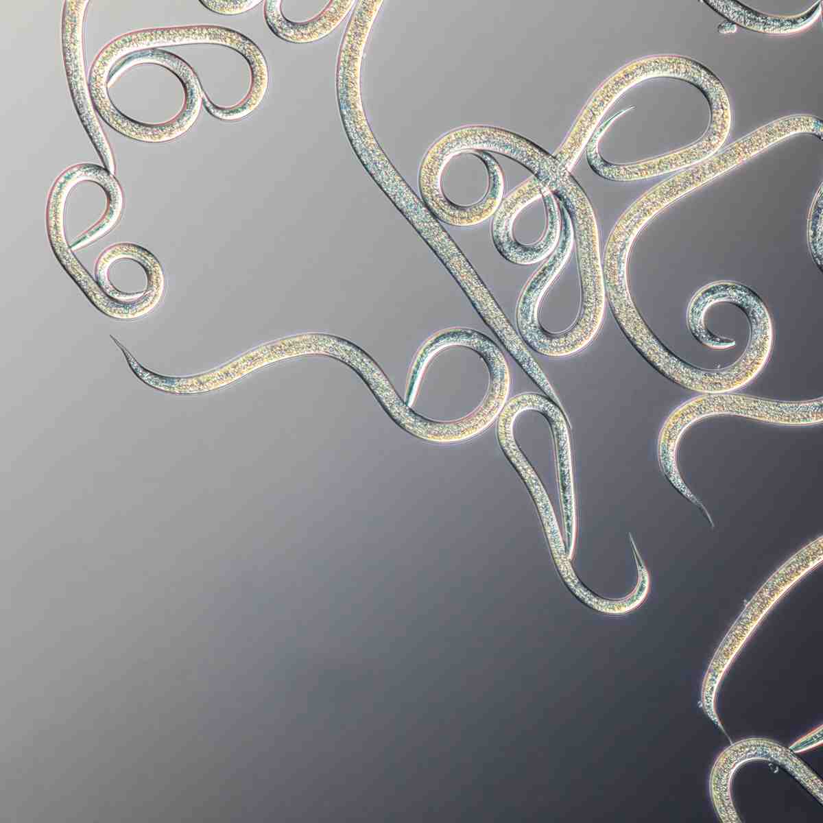 Larvanem nematodes under a microscope