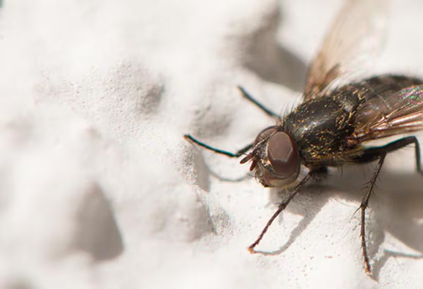 Gros plan d'une mouche domestique sur une surface blanche