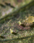 a predatory mite eating a whitefly egg