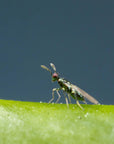 Photo de l'insecte Miglyphus : Diglyphus isaea