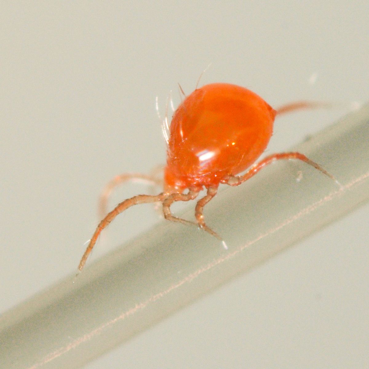 Spidex Red