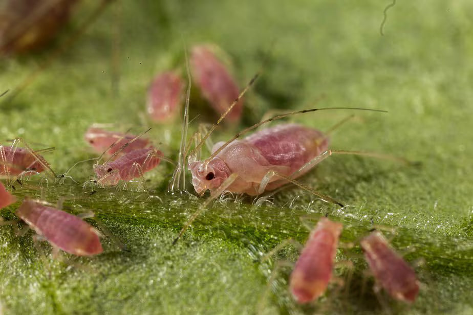 Gros plan de pucerons de la pomme de terre sur une feuille verte
