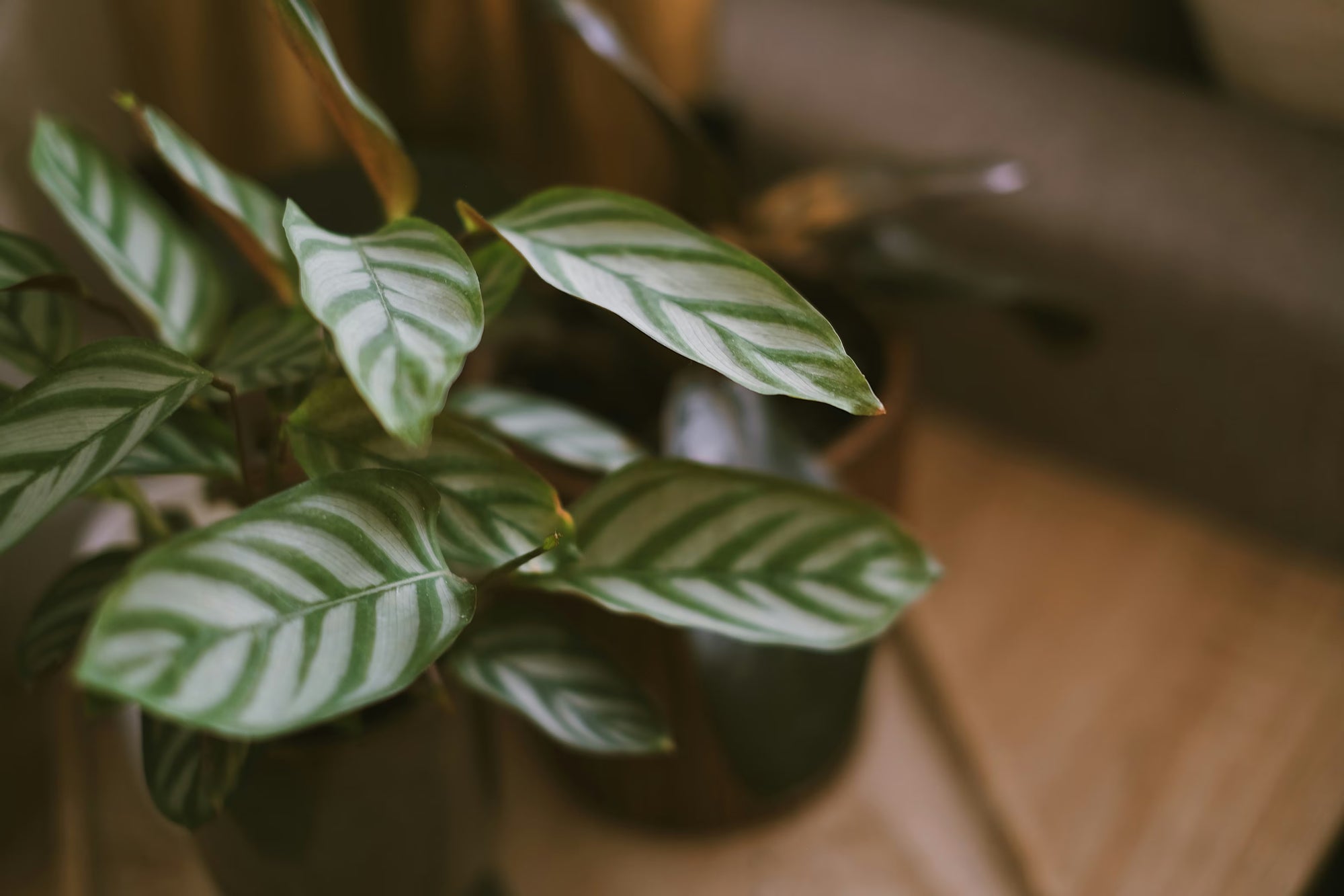 Close-up of a potted plant with green leaves on a wooden surface
