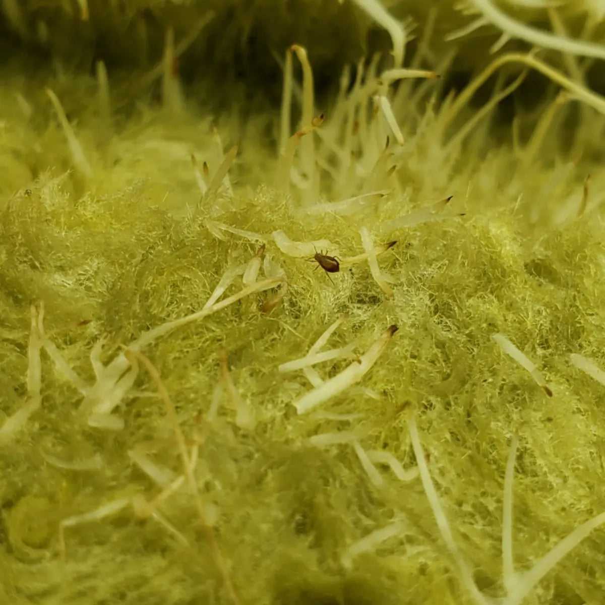 Puceron de la racine du riz sur une plante
