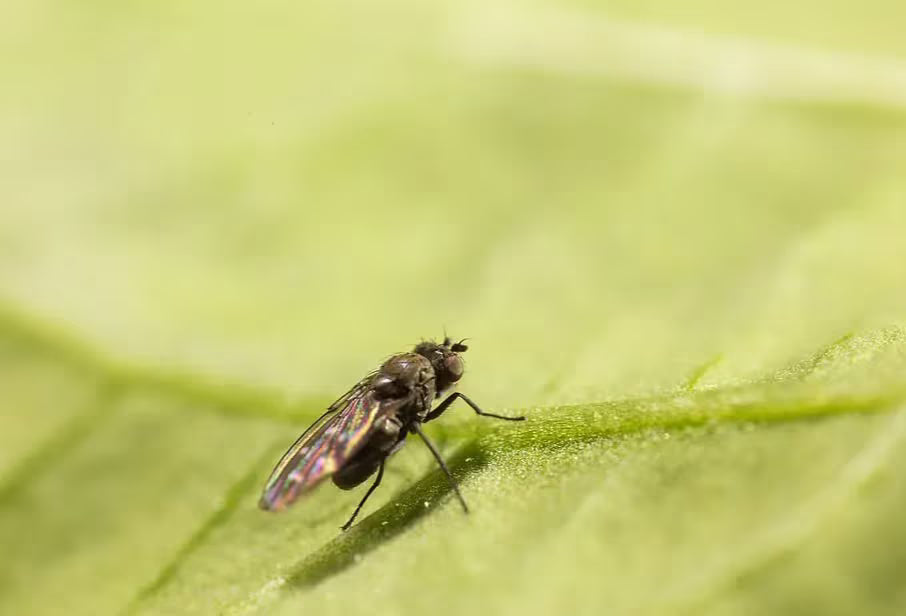 Mouche de rivage sur une feuille verte sur fond vert flou