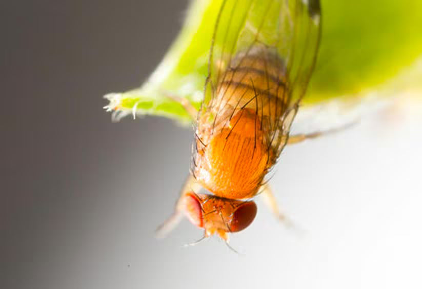 gros plan d'une mouche à ailes tachetées