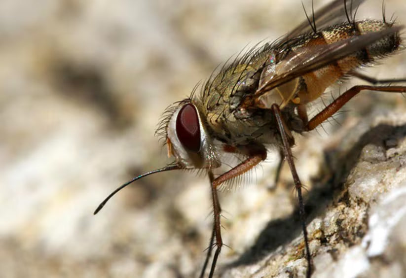 Gros plan sur une mouche stable