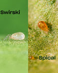 a split picture of a white predatory mite on the left and a orange predatory mite on the right, both on a leaf