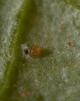 Close up of spical ulti-mite