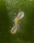 Close up of spical ulti-mite