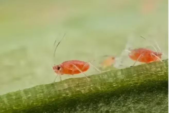 Pucerons du tabac sur une tige verte sur fond vert flou