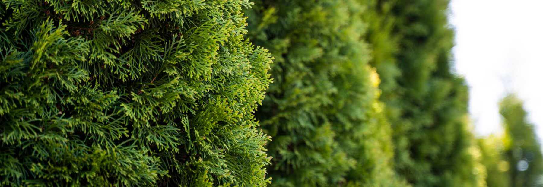 Close-up of a green bush with a blurred background