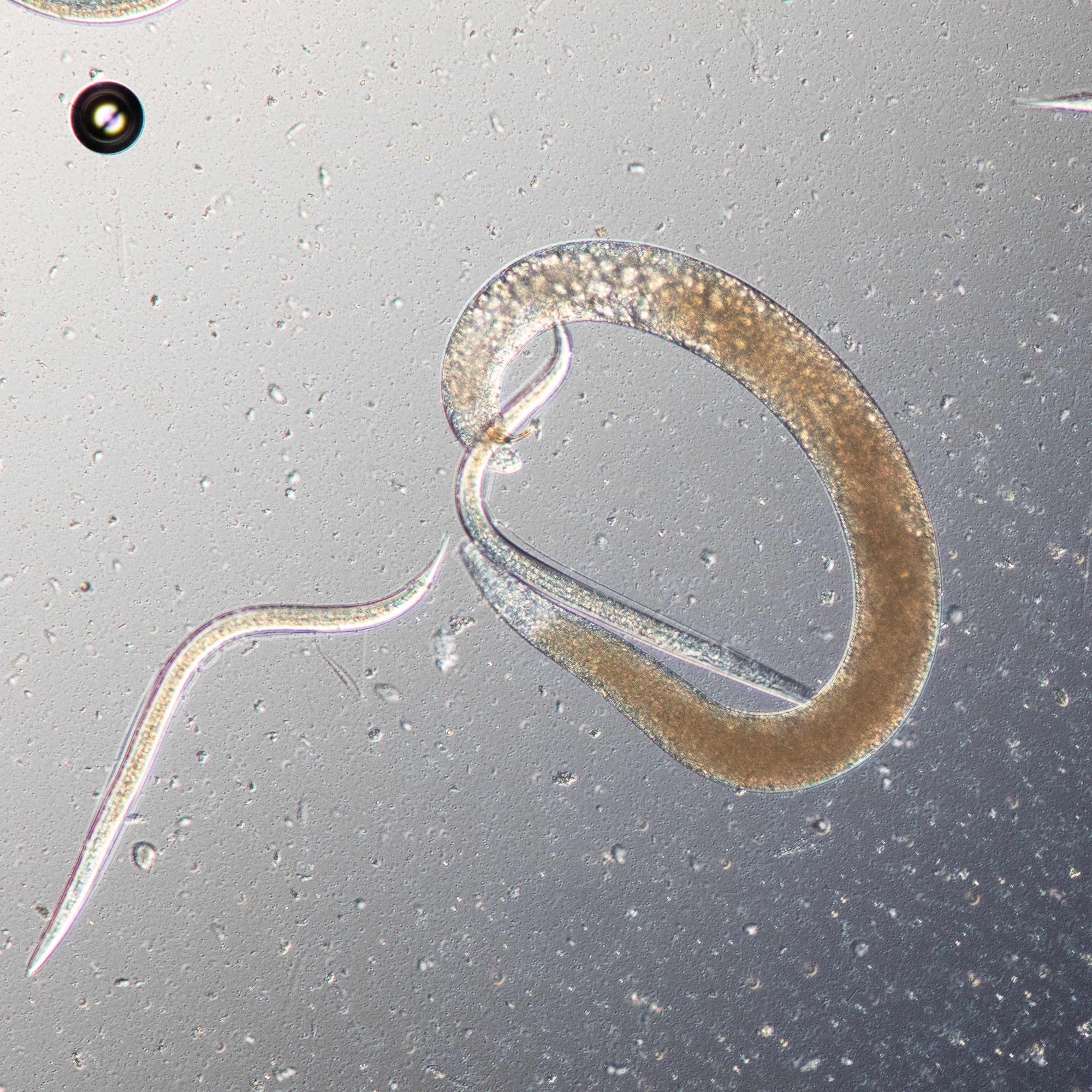 Nematodes vs. Weevils, Grubs & Wireworms: Protect Your Veggies' Roots