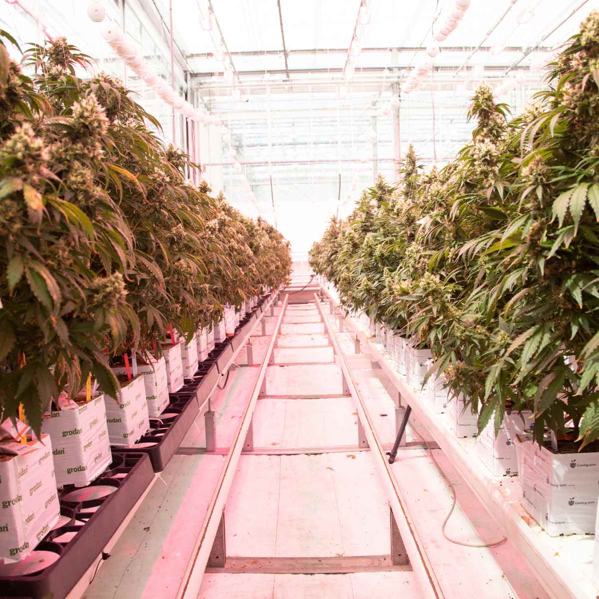 Timing Beneficial Insect Releases During the Cannabis Grow Cycle