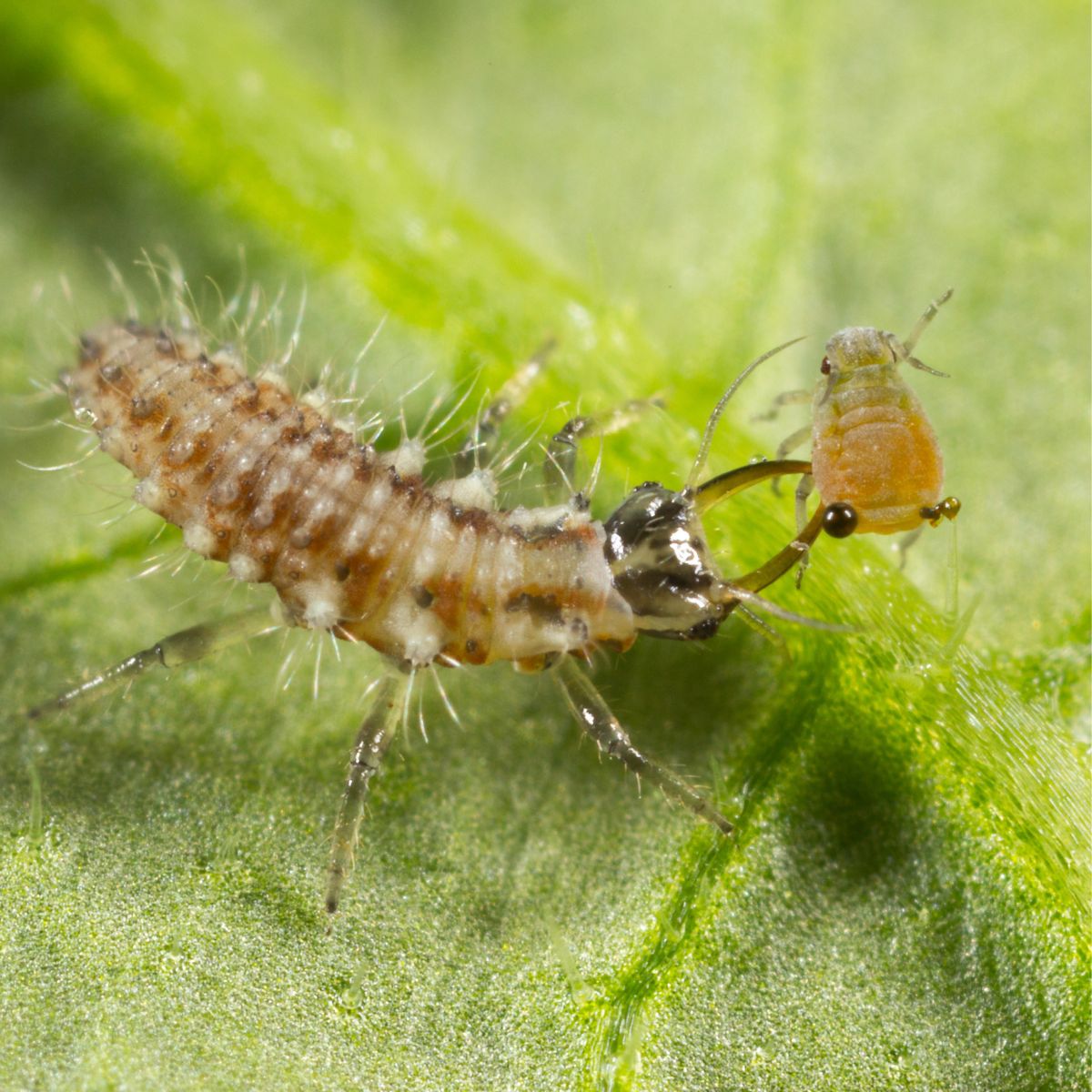 A green lacewing piercing an aphid with its pinchers