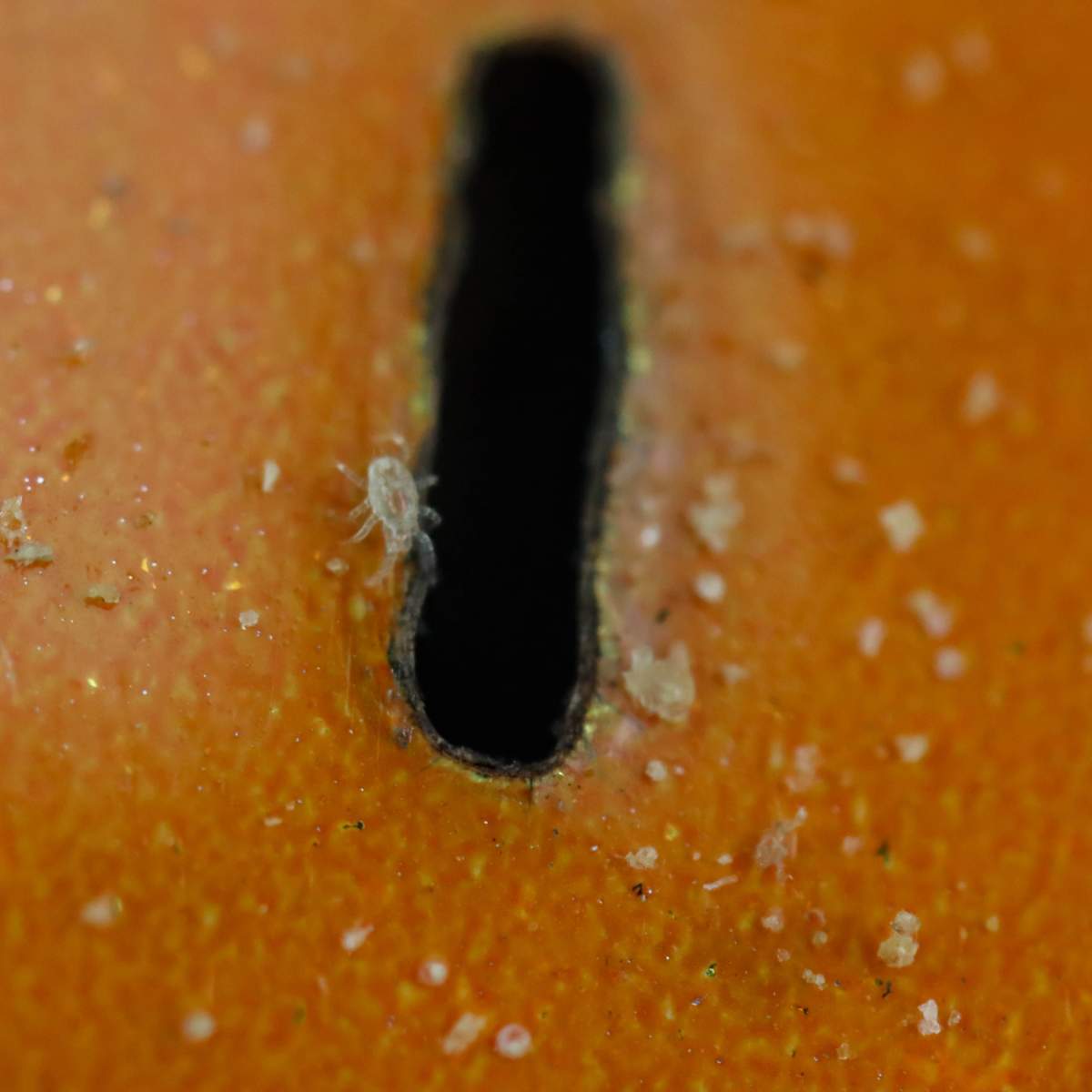 Are Your Predatory Mites Slow to Start? Common Causes Explained