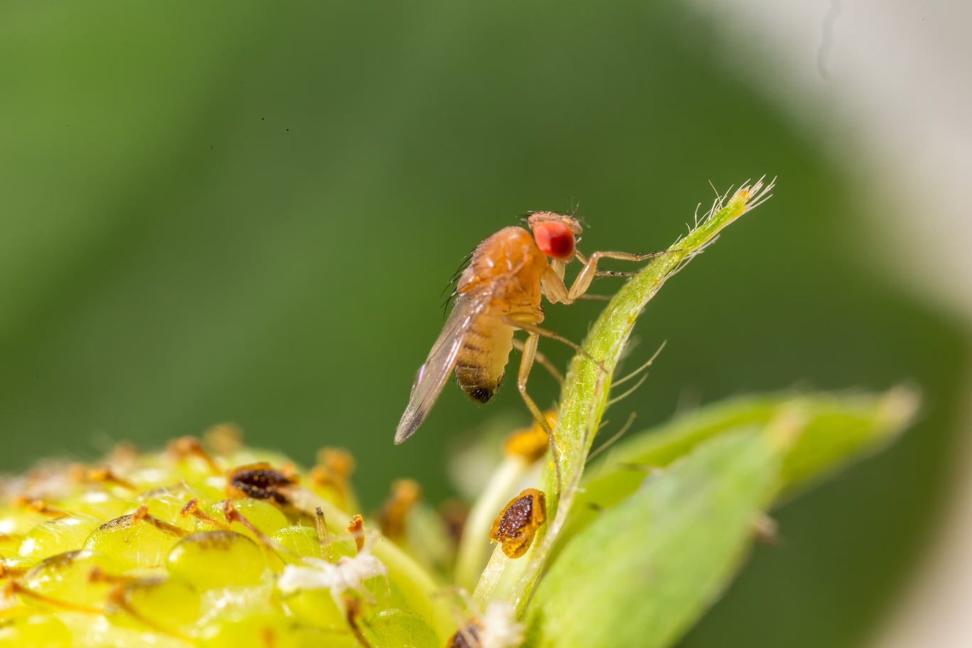 a spotted wing drosophila on a leaf tip