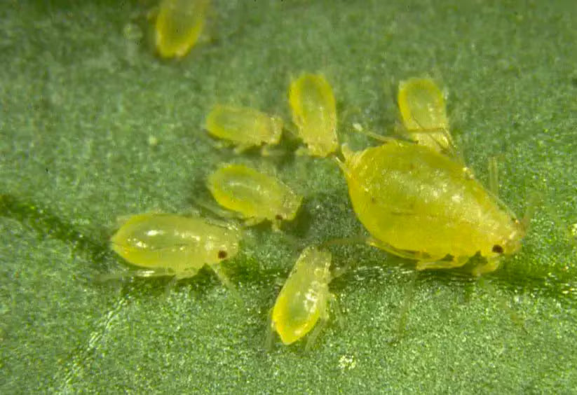 Trees and Shrubs-Aphids