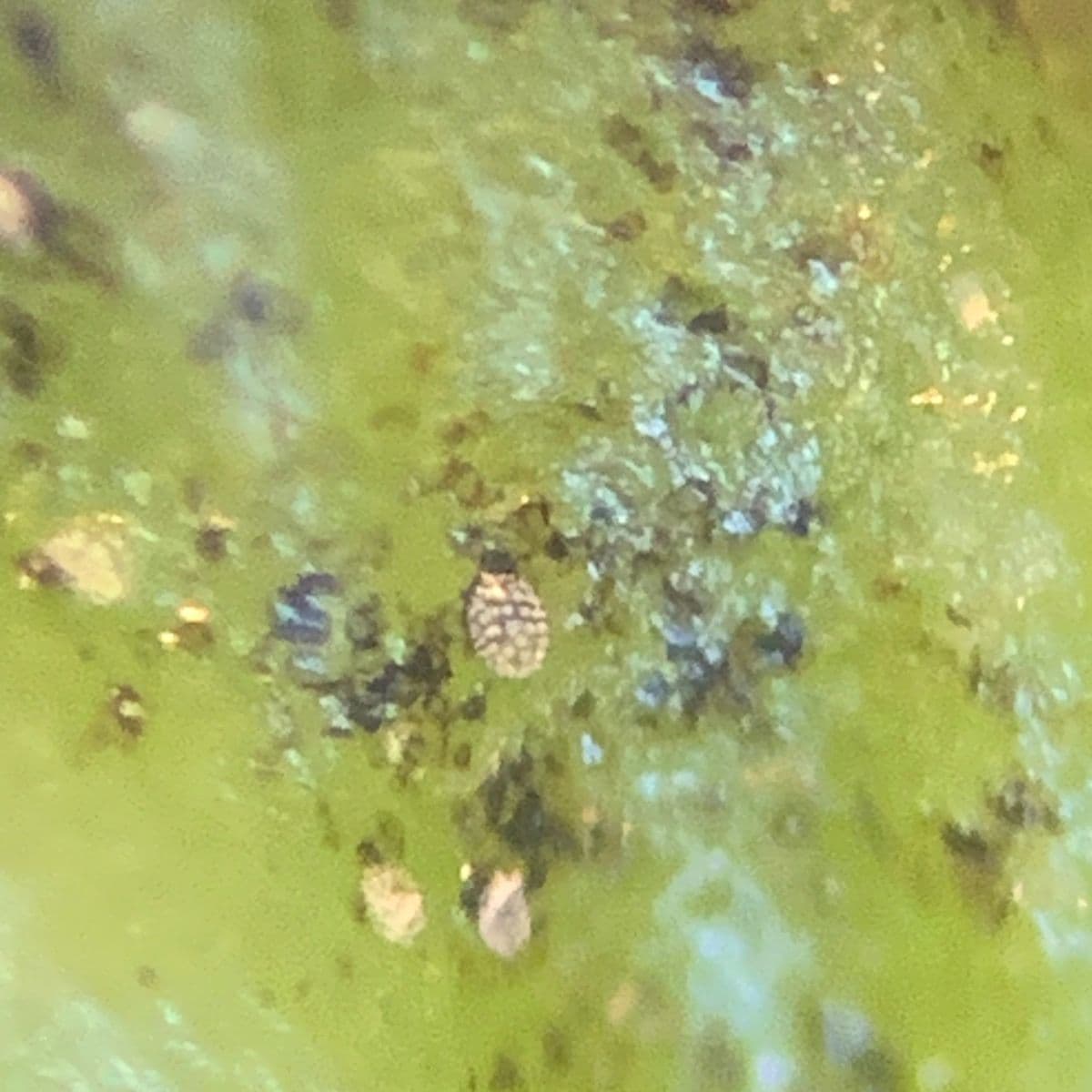 œuf d'acarien sur impatiens