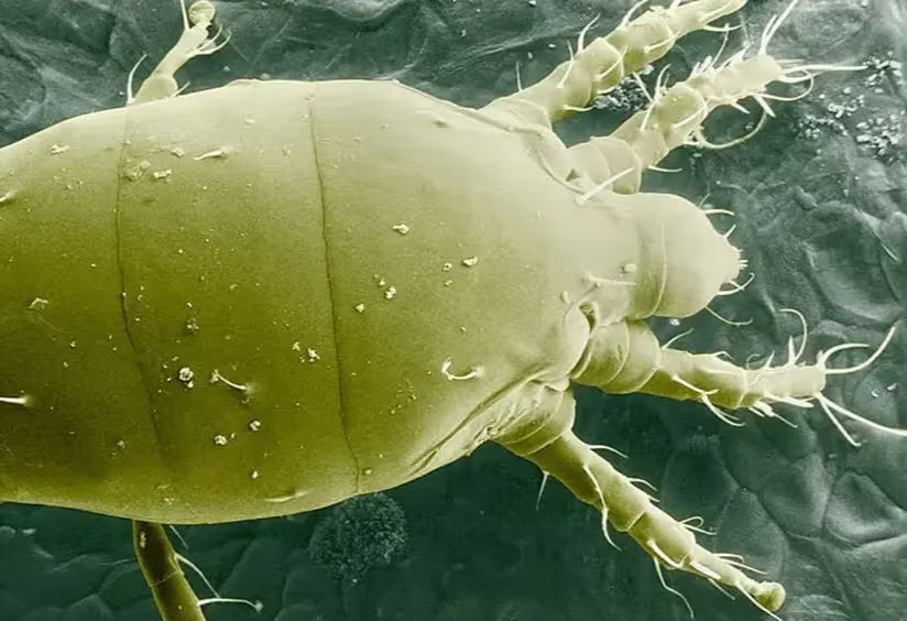 Cannabis-Broad mite