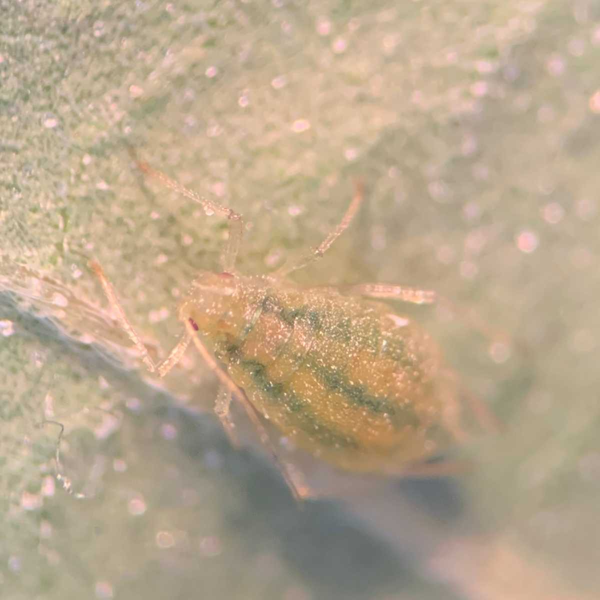 Cannabis-Cannabis aphid