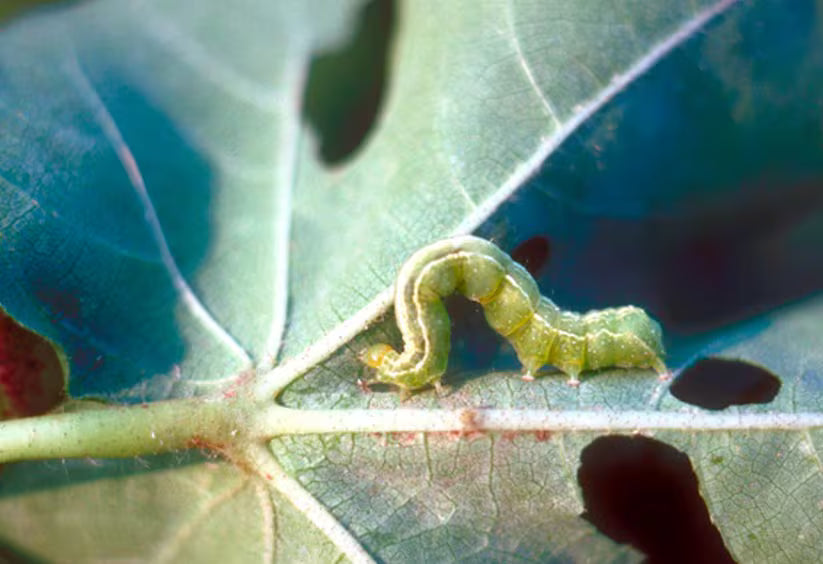Vegetable Gardens & Caterpillars