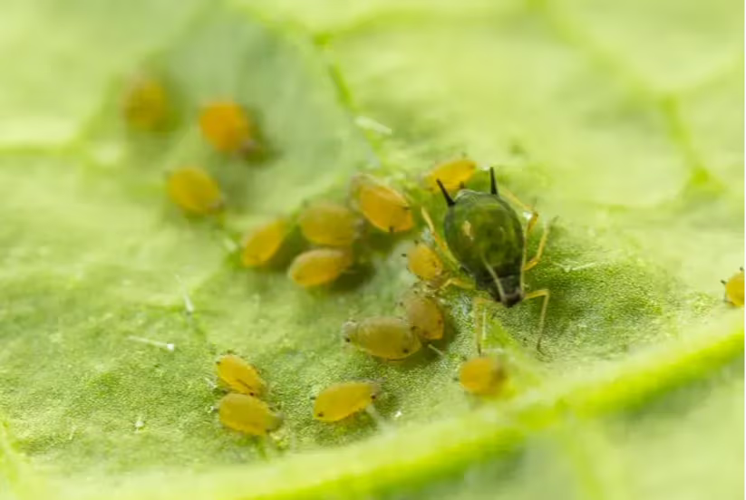 Cucumber-Cotton aphid