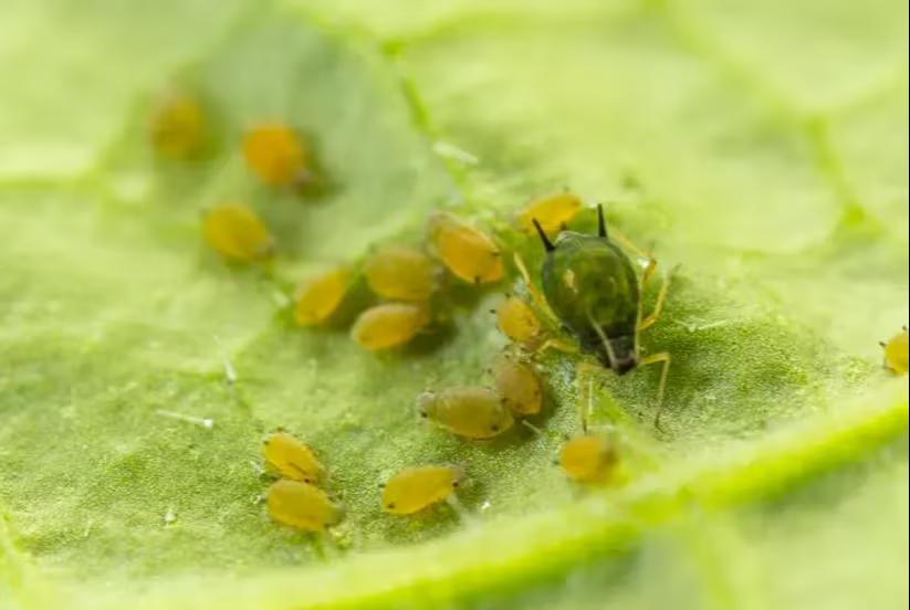 Lutte contre les fleurs coupées et les pucerons