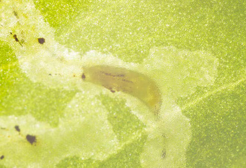 Strawberry-Leaf miners