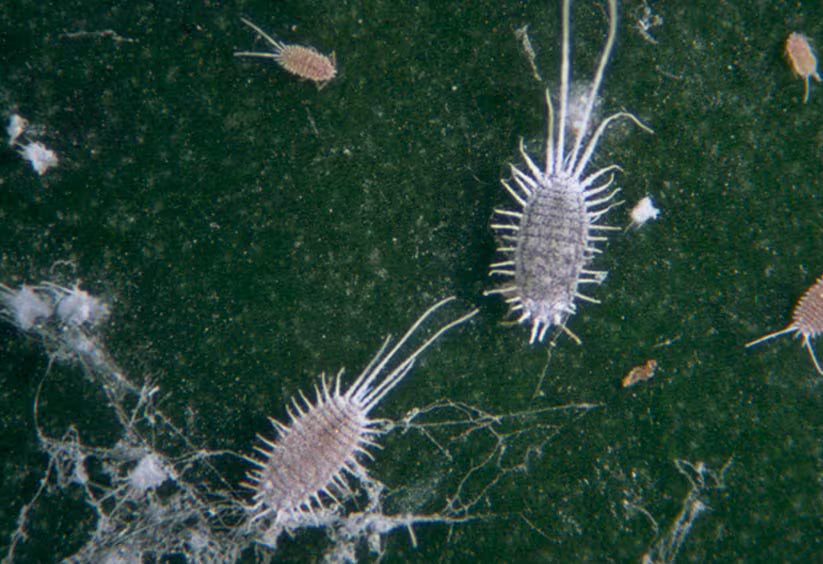 Strawberry-Long-tailed mealybug