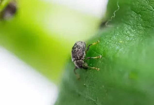 Pepper and eggplant-Pepper weevil